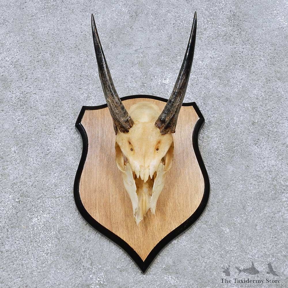 Bushbuck Skull & Horn European Mount For Sale #14519 @ The Taxidermy Store