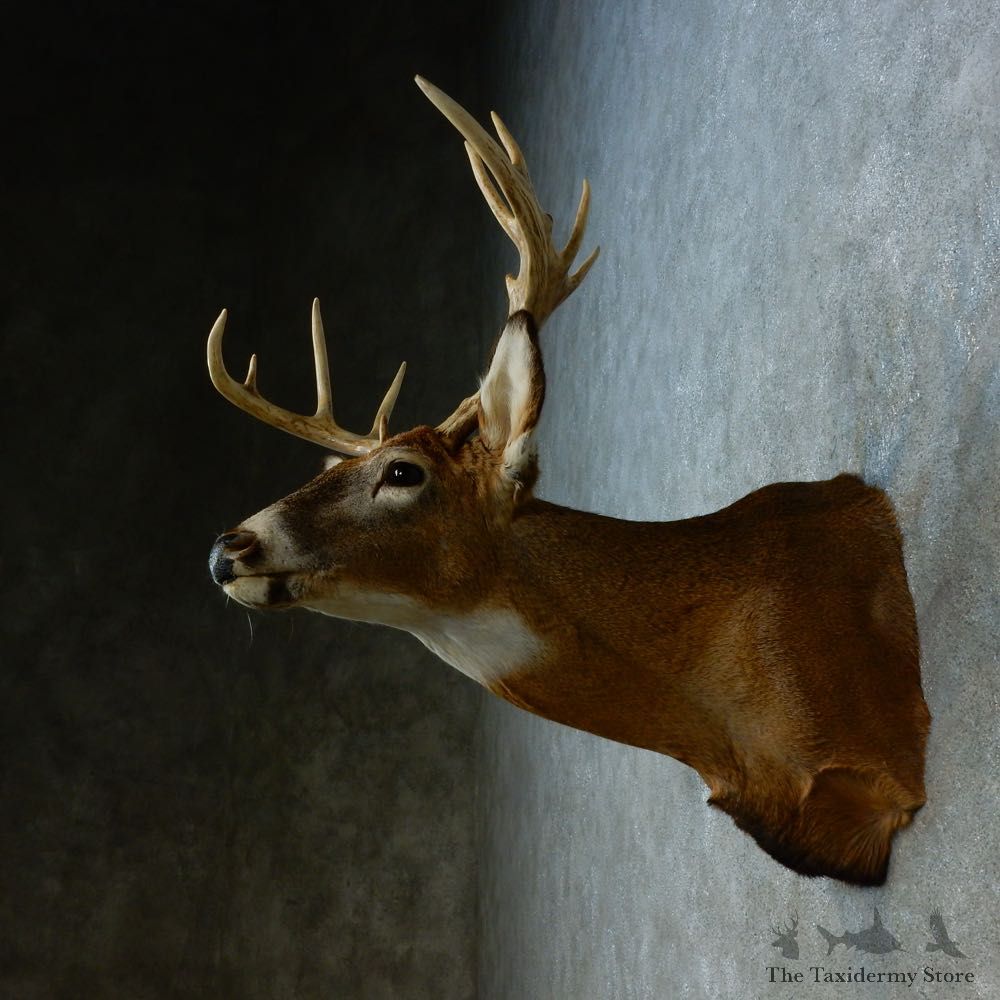 Whitetail Deer Shoulder Mount For Sale #15469 @ The Taxidermy Store