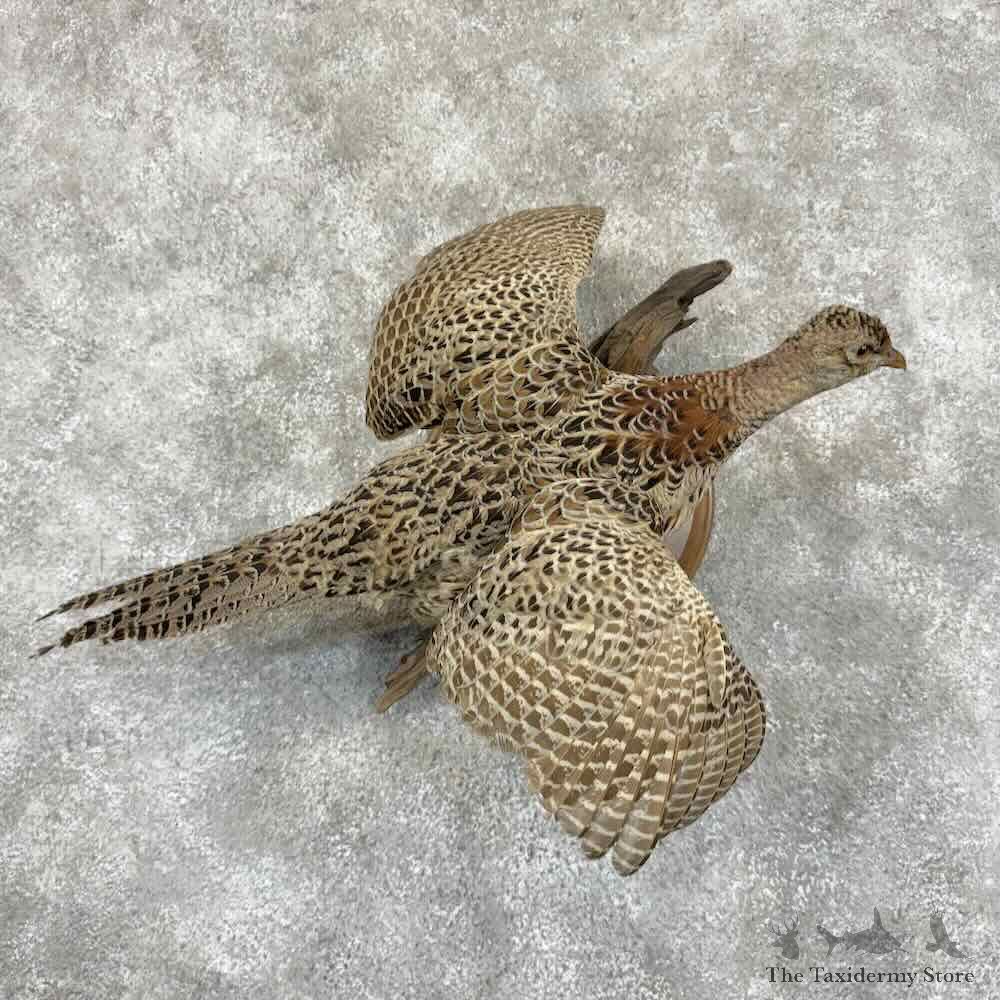 Ringneck Pheasant Hen Bird Mount For Sale #30967 @ The Taxidermy Store