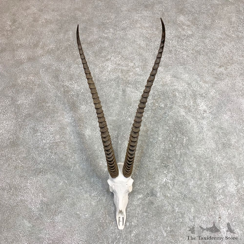 Southern Grants Gazelle Skull European Mount For Sale #21962 @ The Taxidermy Store