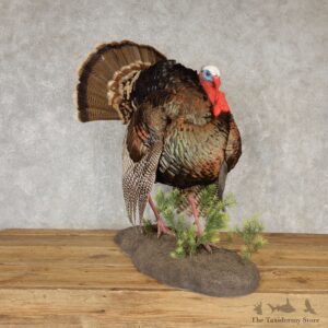 Merriams Turkey Life Size Taxidermy Mount #20610 For Sale @ The Taxidermy Store