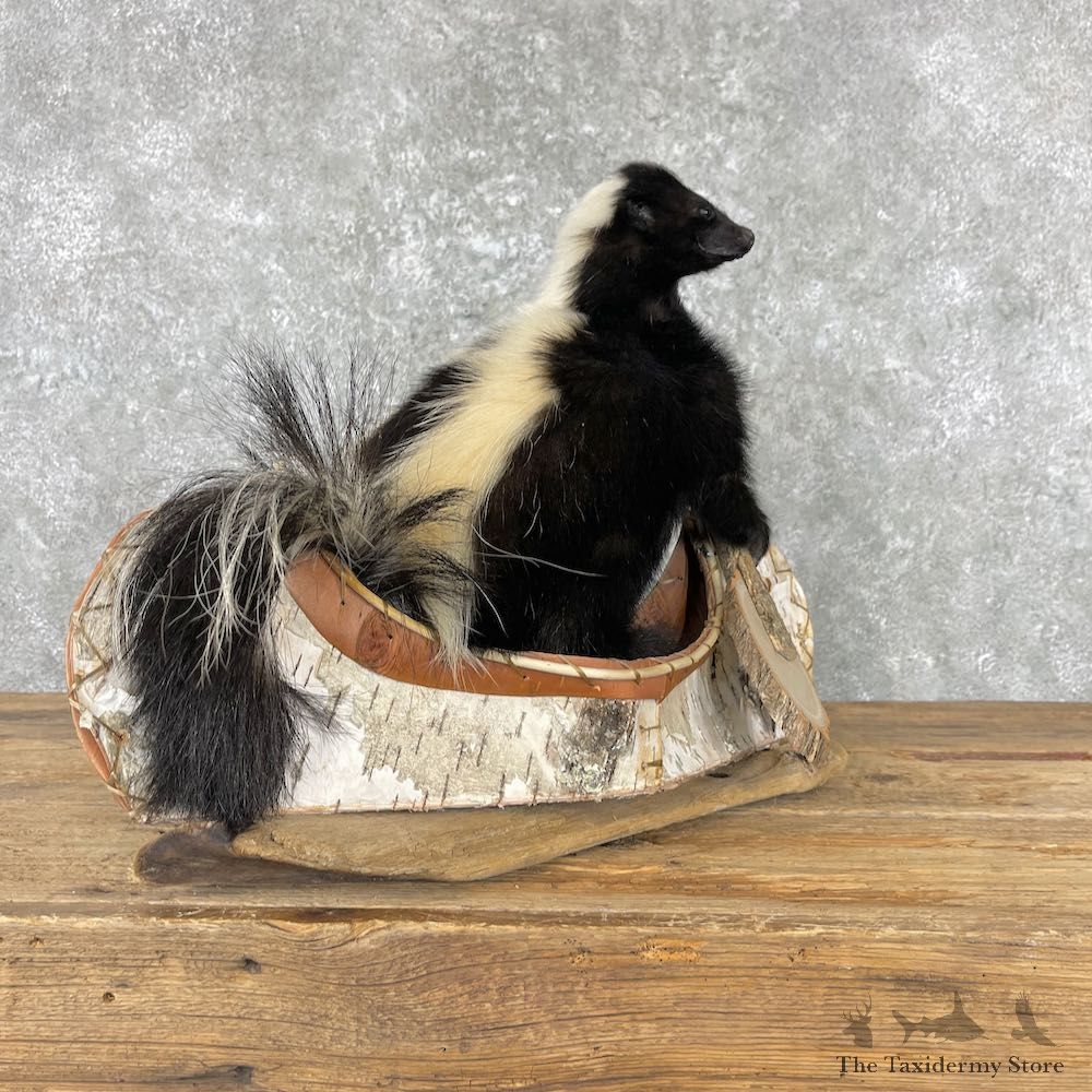 Canoe Skunk Novelty Mount For Sale #26962 @ The Taxidermy Store