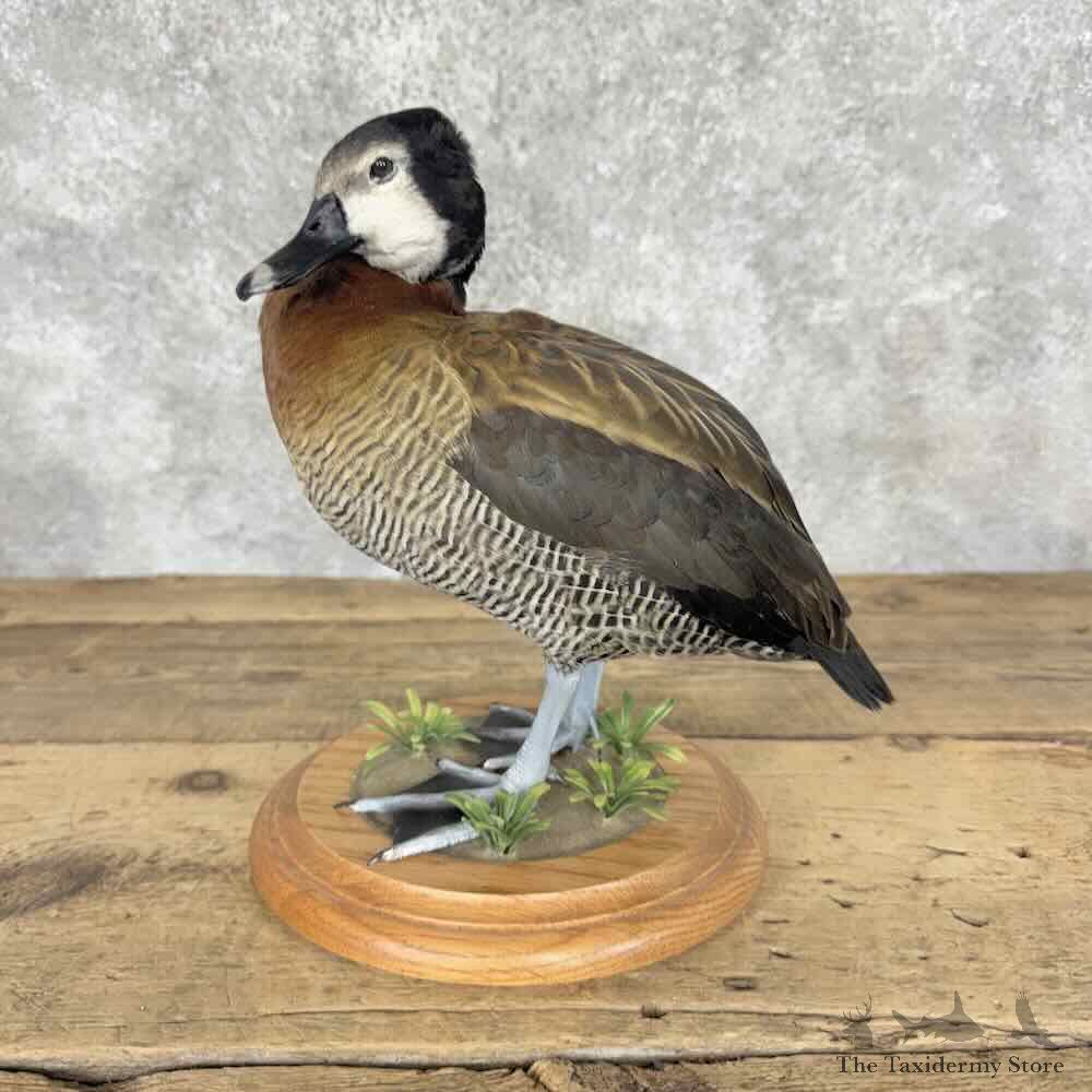 White Faced Whistling Duck Mount For Sale #32128 @ The Taxidermy Store
