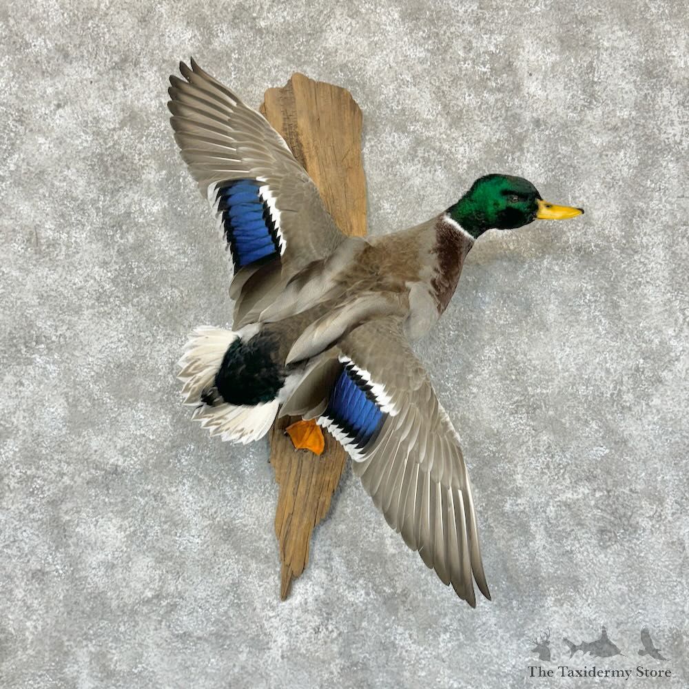 Mallard Duck Drake Mount For Sale #29128 @ The Taxidermy Store