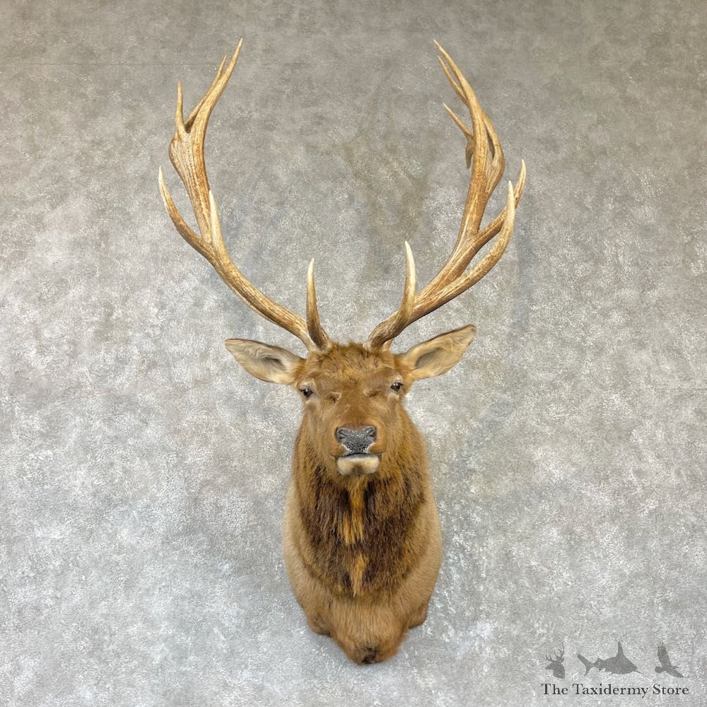 Rocky Mountain Elk Shoulder Mount For Sale #26468 @ The Taxidermy Store