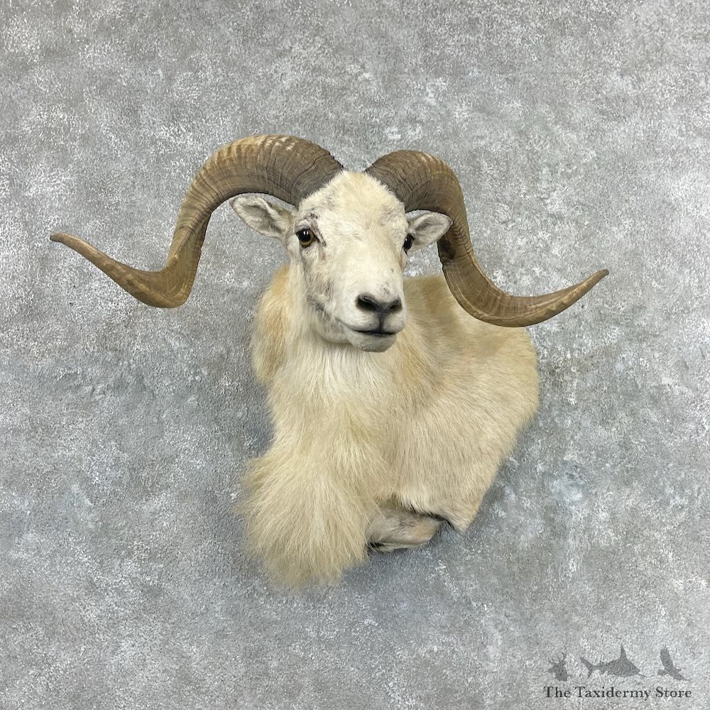 Texas Dall Sheep Wall Pedestal Mount For Sale #26916 @ The Taxidermy Store