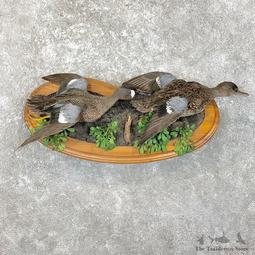 Blue Winged Teal Duck Pair Bird Mount For Sale #27796 @ The Taxidermy Store