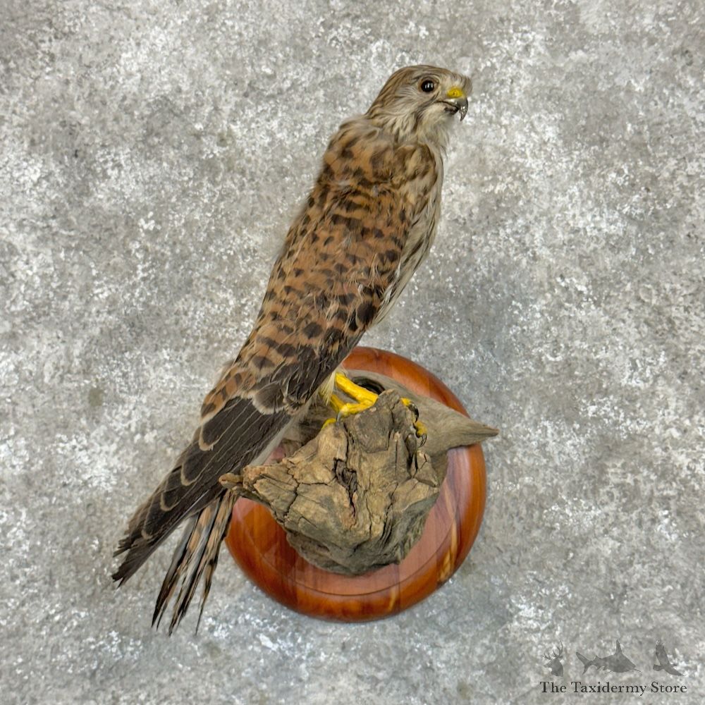 Malagasy Kestrel Bird Mount For Sale #29728 @ The Taxidermy Store