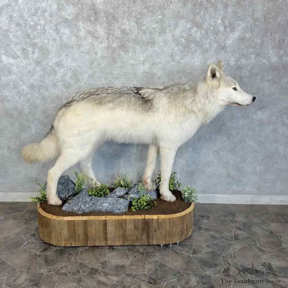 Alaskan White Wolf Life Size Mount For Sale #31785 @ The Taxidermy Store