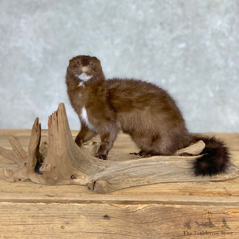 Mink Life-Size Taxidermy Mount For Sale #21692 @ The Taxidermy Store