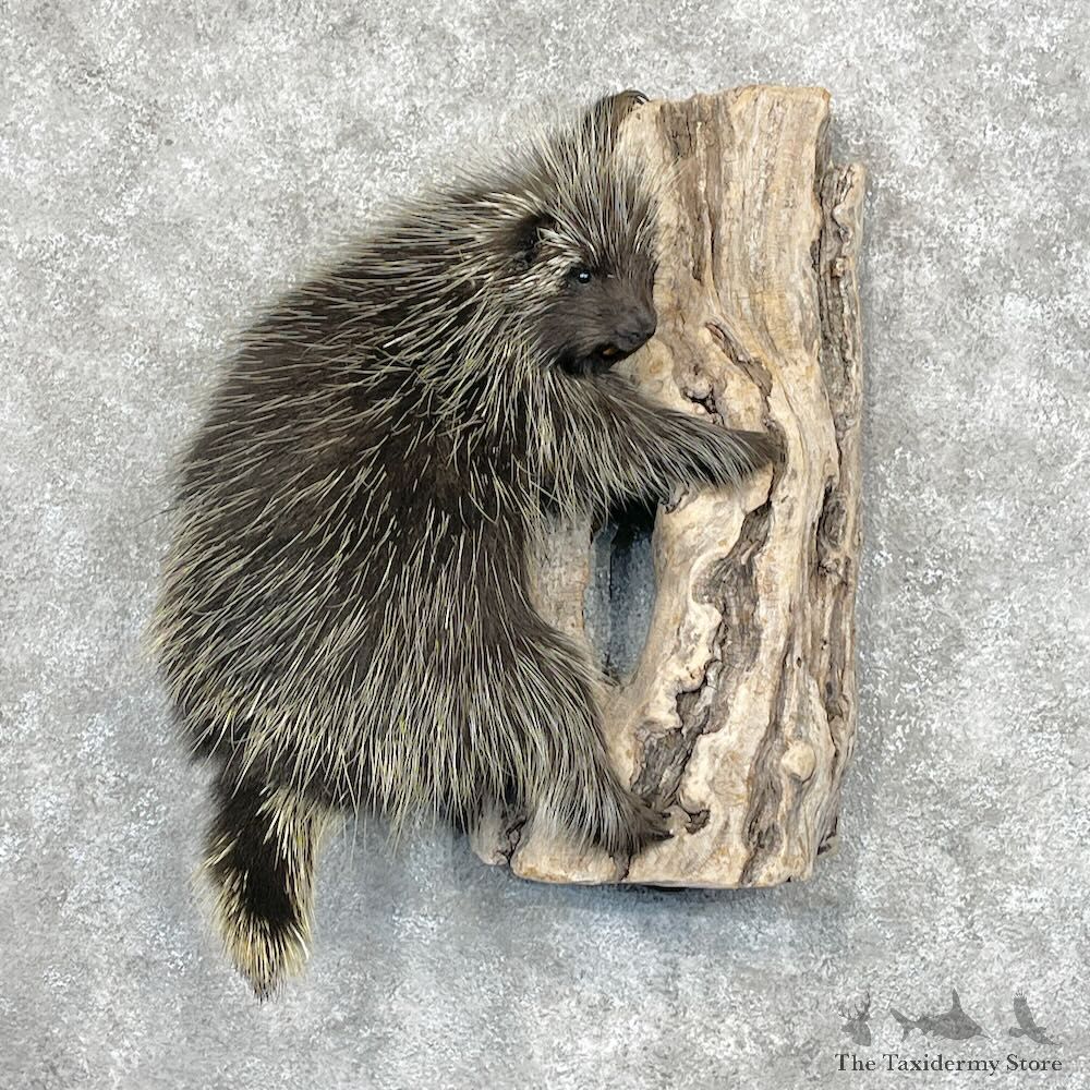 Porcupine Life-Size Mount For Sale #28696 - The Taxidermy Store