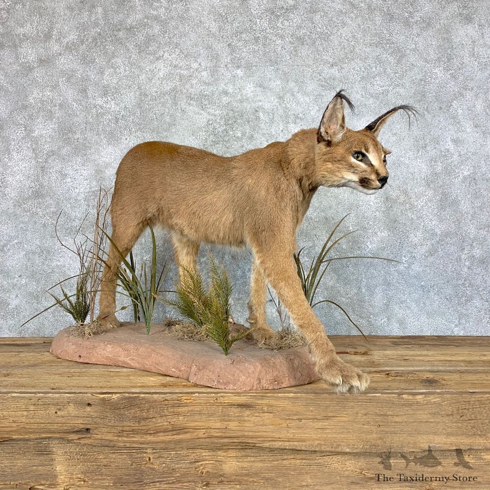 African Caracal Cat Life-Size Mount For Sale #22858 @ The Taxidermy Store