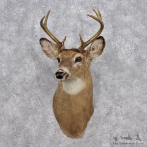 Whitetail Deer Shoulder Taxidermy Mount #12377 For Sale @ The Taxidermy Store