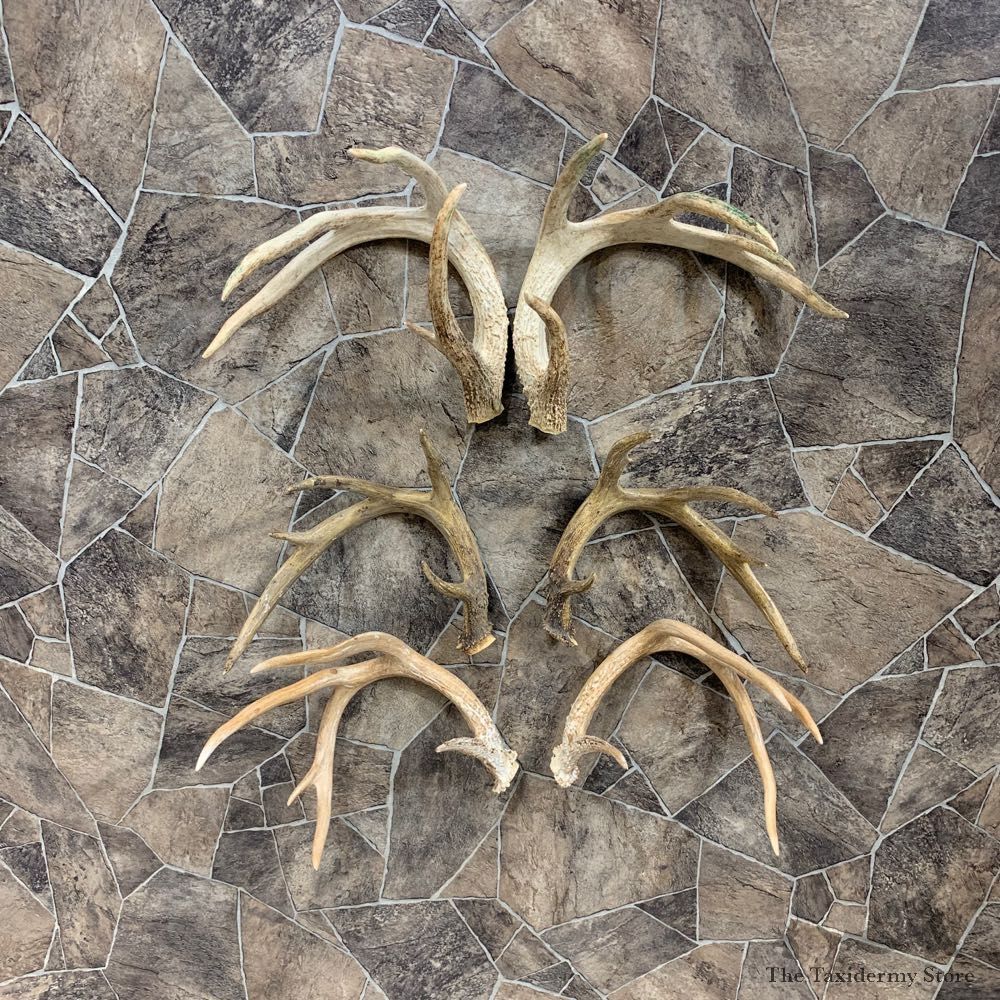 Whitetail Deer Antler Craft Pack For Sale #21821 @ The Taxidermy Store