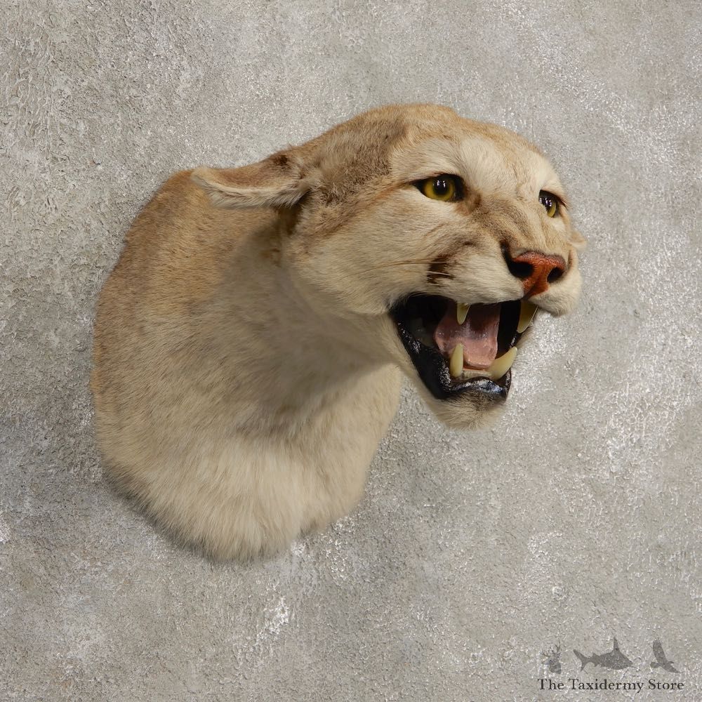 Mountain Lion Shoulder Mount For Sale #20437 @ The Taxidermy Store