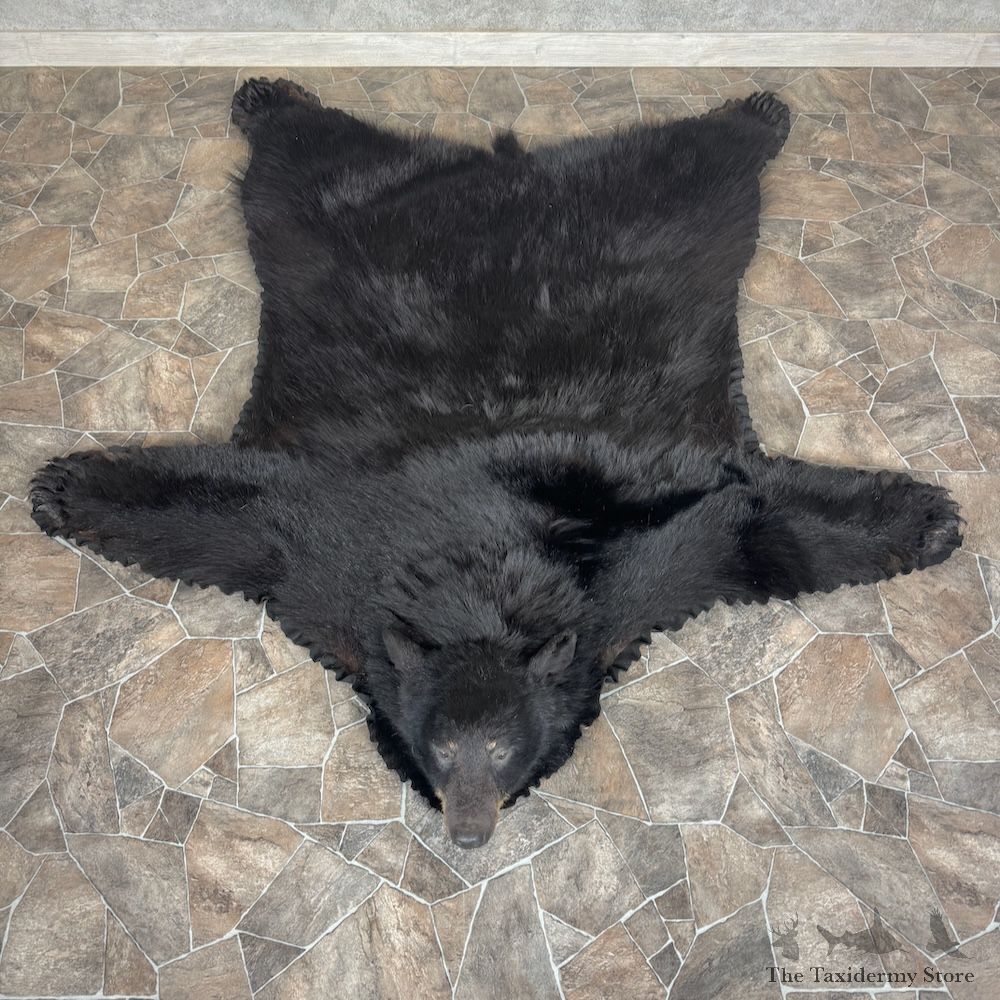 Black Bear Full-Size Rug For Sale #29303 @ The Taxidermy Store