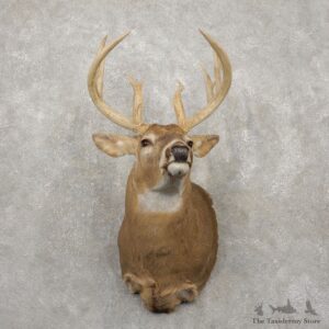 Whitetail Deer Taxidermy Shoulder Mount For Sale #20420 @ The Taxidermy Store