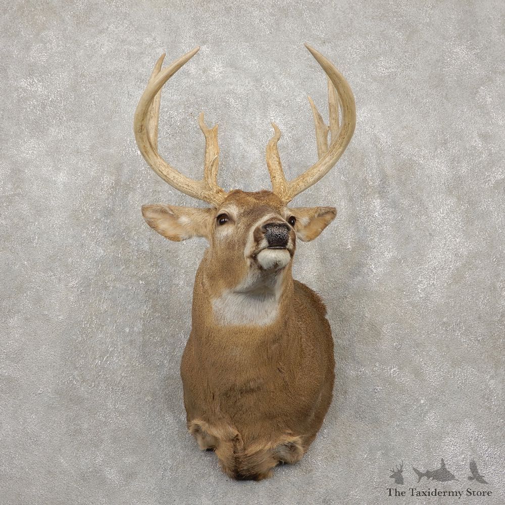 Whitetail Deer Taxidermy Shoulder Mount For Sale #20420 @ The Taxidermy Store