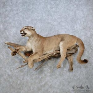 Mountain Lion Life Size Mount For Sale #14473 @ The Taxidermy Store