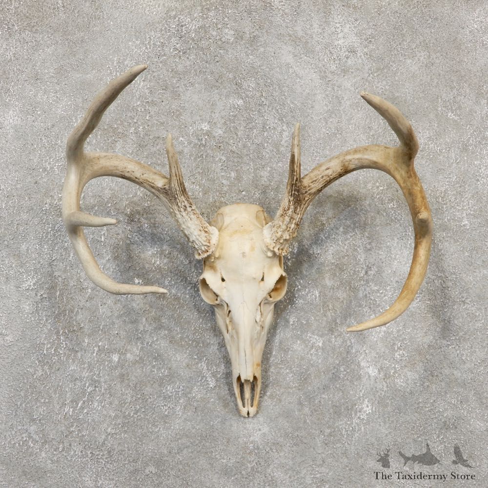 Whitetail Deer Skull European Mount For Sale #20164 @ The Taxidermy Store