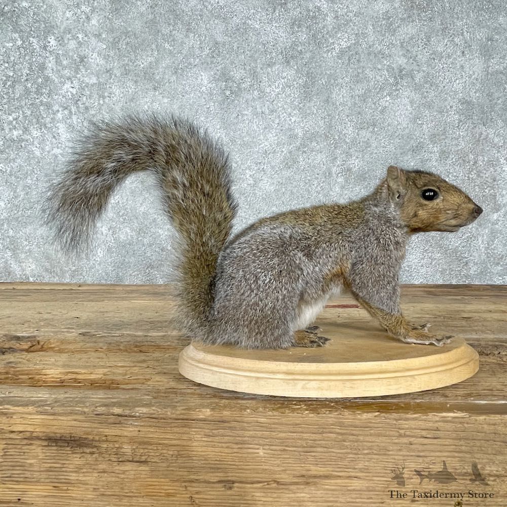 Grey Squirrel Life-Size Mount For Sale #25517 @ The Taxidermy Store