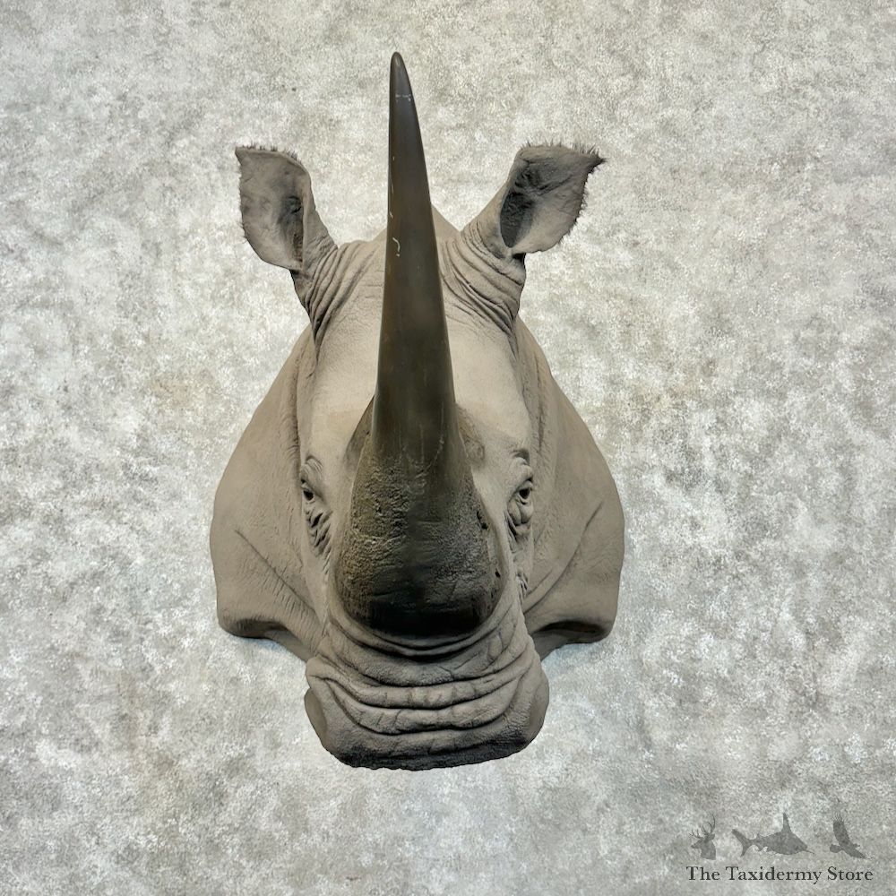 White Rhinoceros Replica Shoulder Mount For Sale #29712 @ The Taxidermy Store