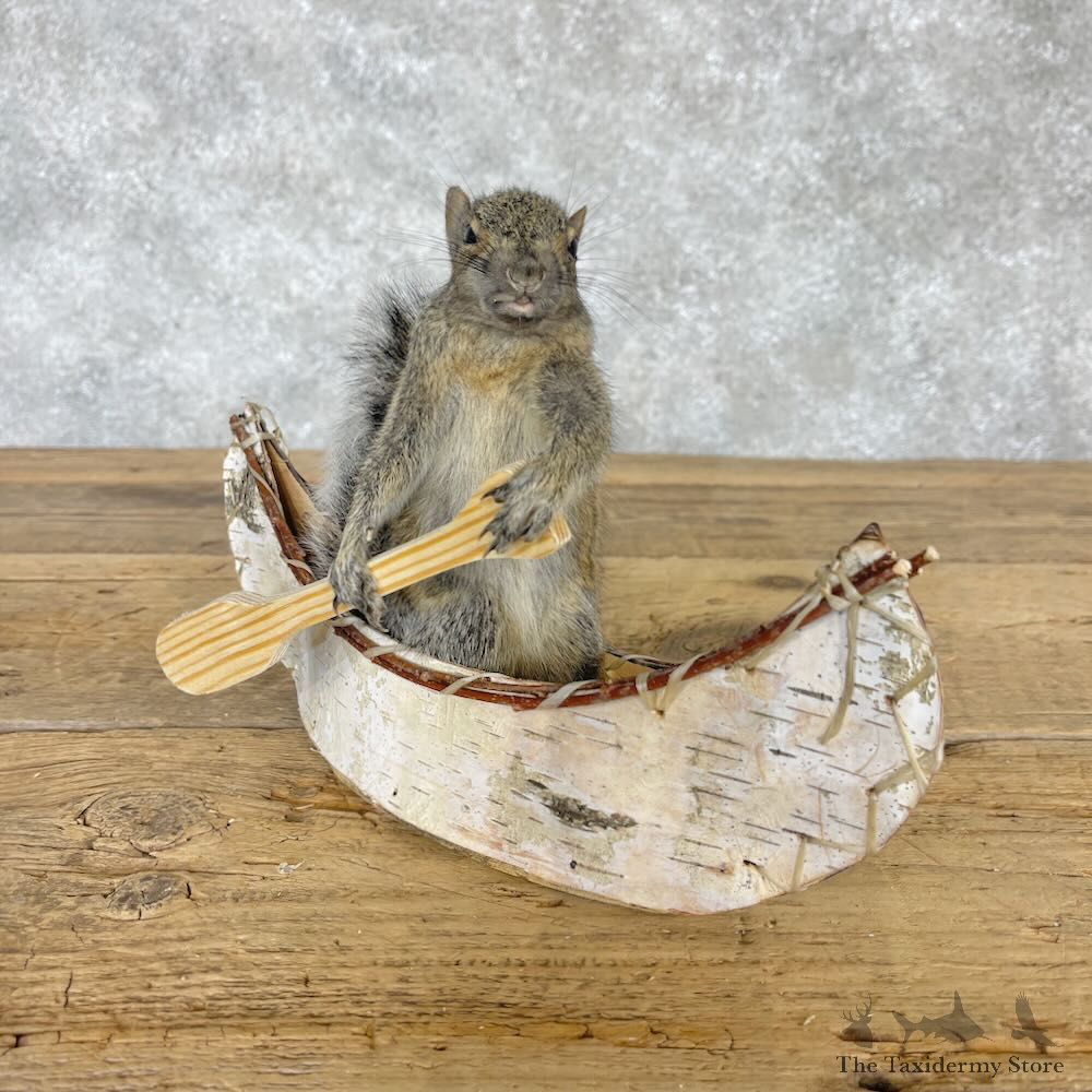 Canoe Squirrel Novelty Mount For Sale #28590 @ The Taxidermy Store