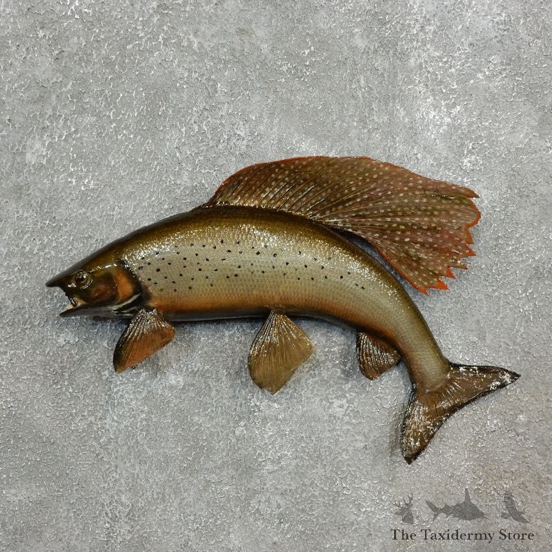 Arctic Grayling Fish Mount For Sale #17793 @ The Taxidermy Store