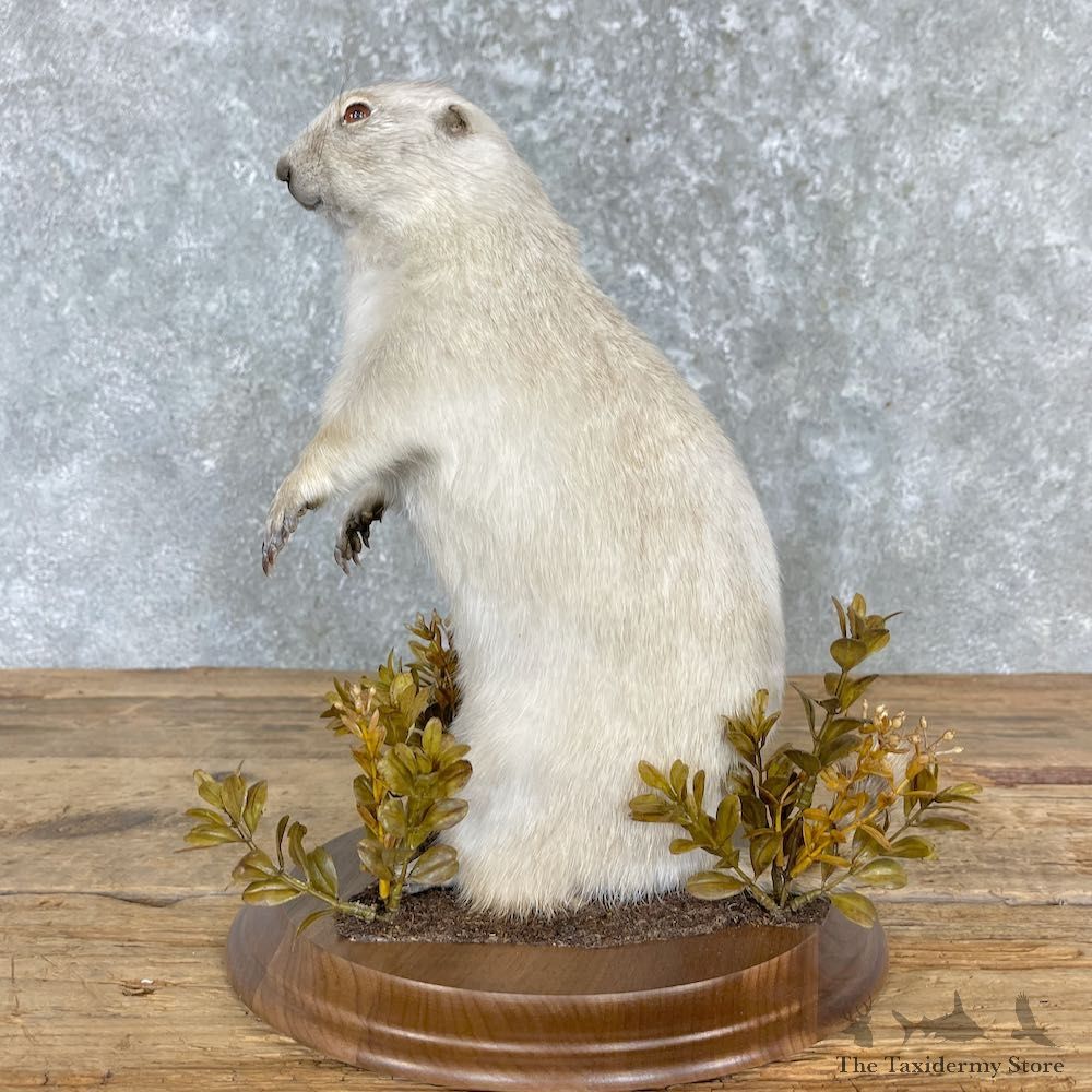 Albino Prairie Dog Life-Size Mount For Sale #27180 @ The Taxidermy Store