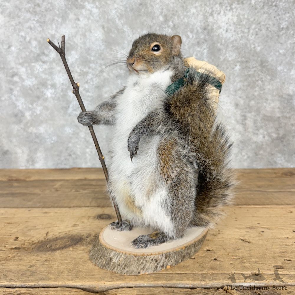 Hiking Squirrel Novelty Mount For Sale #30207 @ The Taxidermy Store
