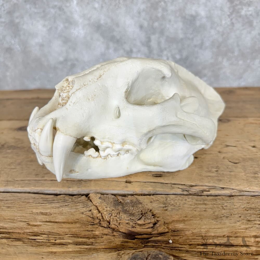 Reproduction Leopard Full Skull For Sale #29109 @ The Taxidermy Store