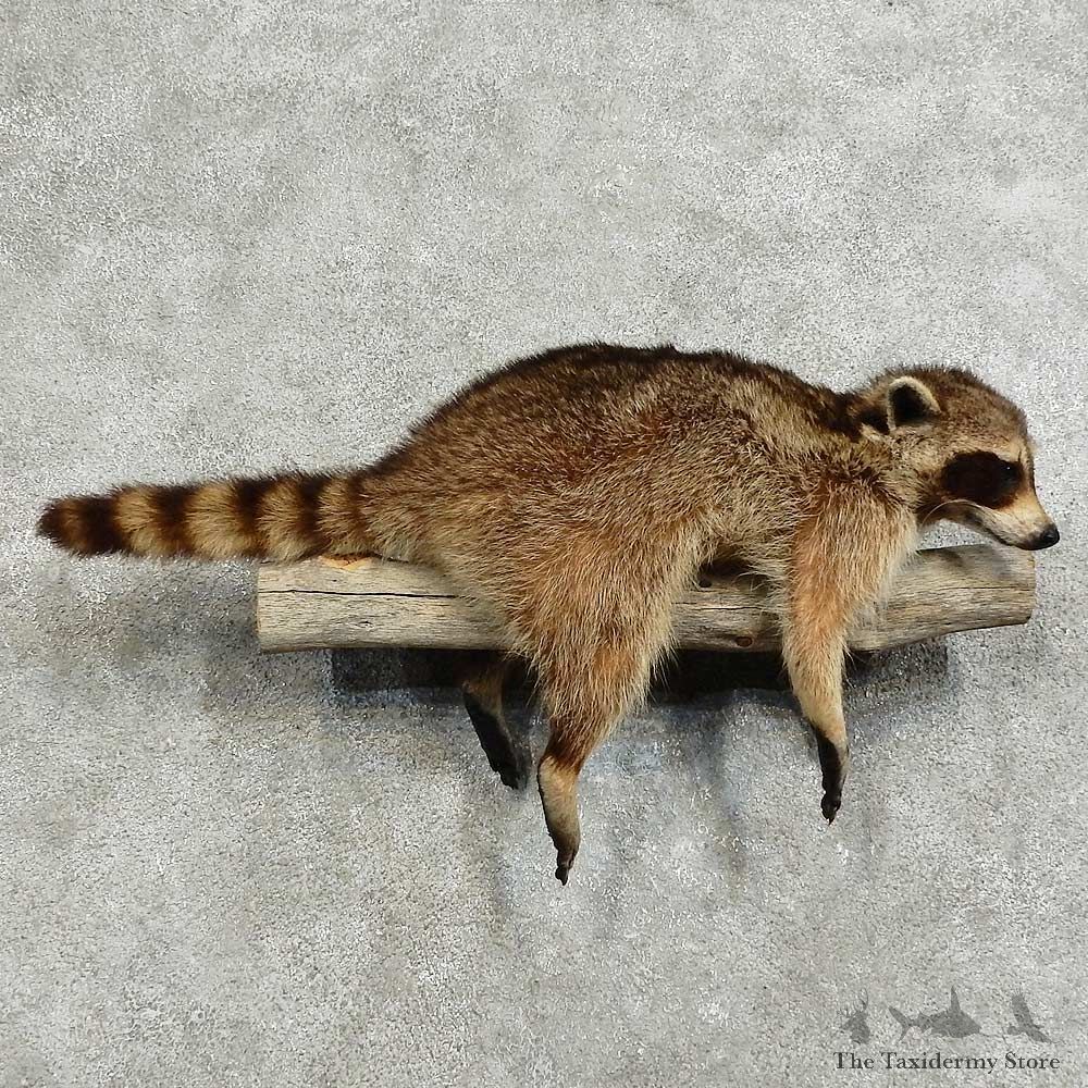 Raccoon Life-Size Mount For Sale #16099 @ The Taxidermy Store