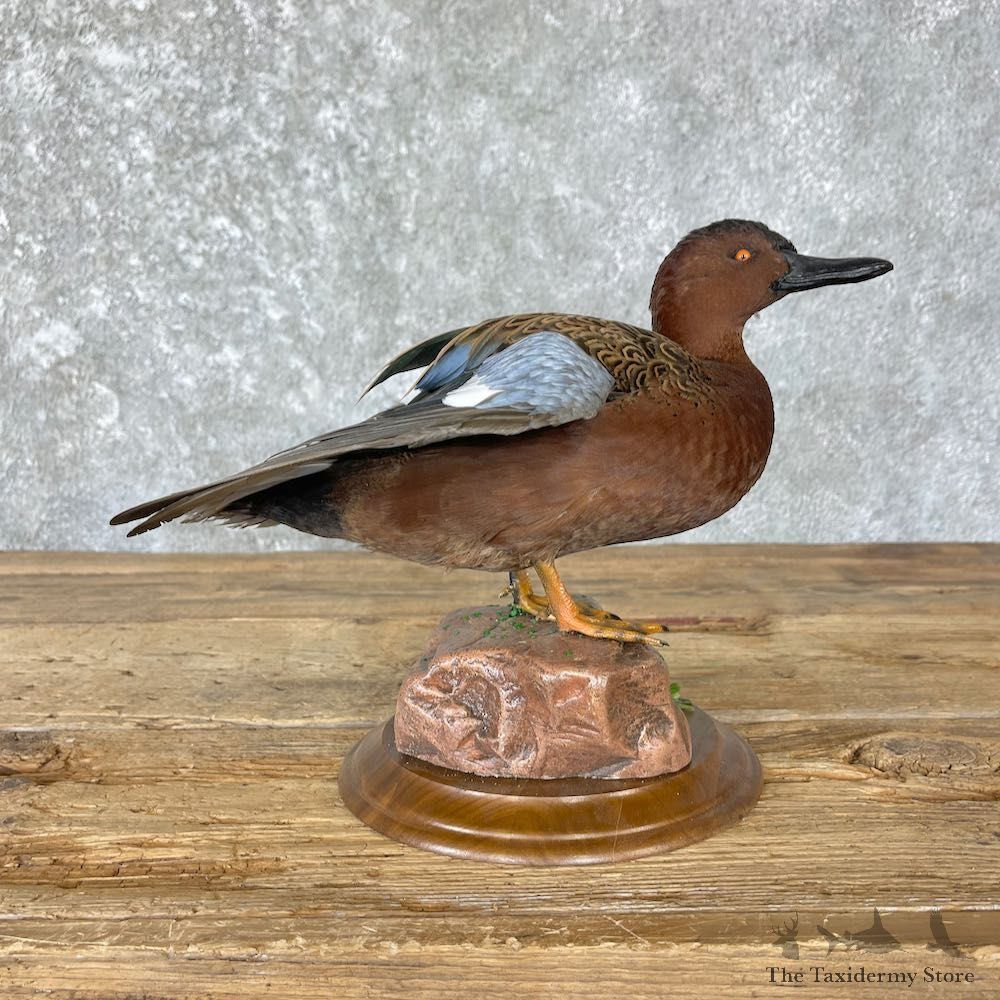 Cinnamon Teal Duck Mount For Sale #26651 @ The Taxidermy Store