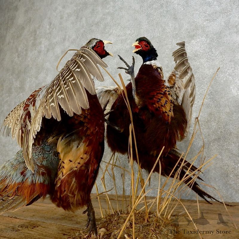 Ringneck Pheasant Bird Mount For Sale #17213 @ The Taxidermy Store
