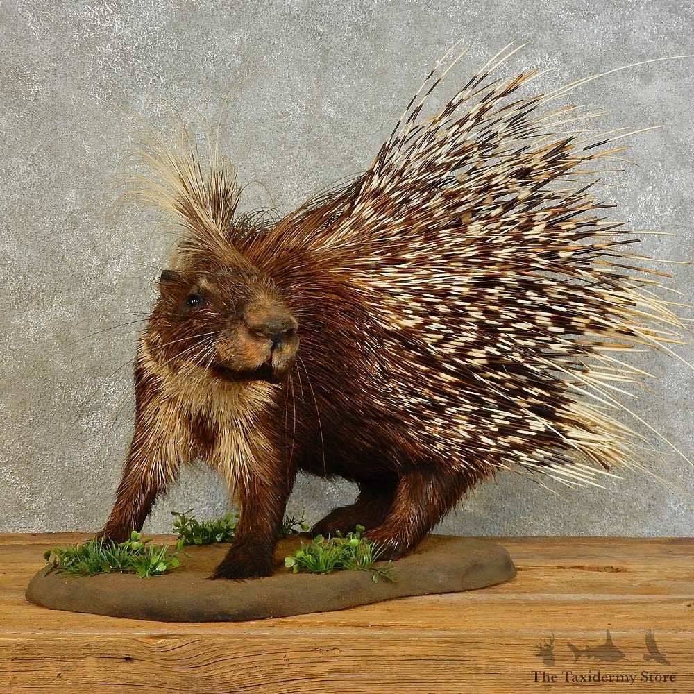 African Crested Porcupine Mount For Sale #16496 @ The Taxidermy Store