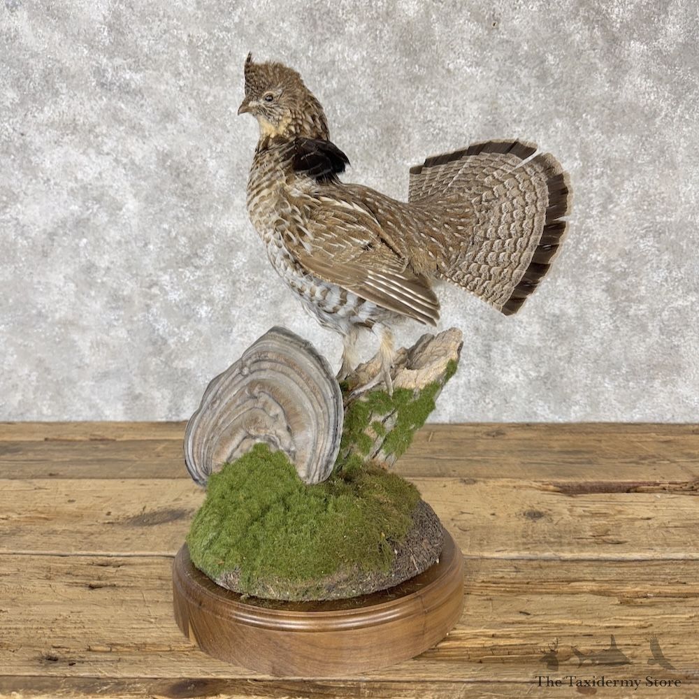 Ruffed Grouse Bird Mount For Sale #30300 @ The Taxidermy Store