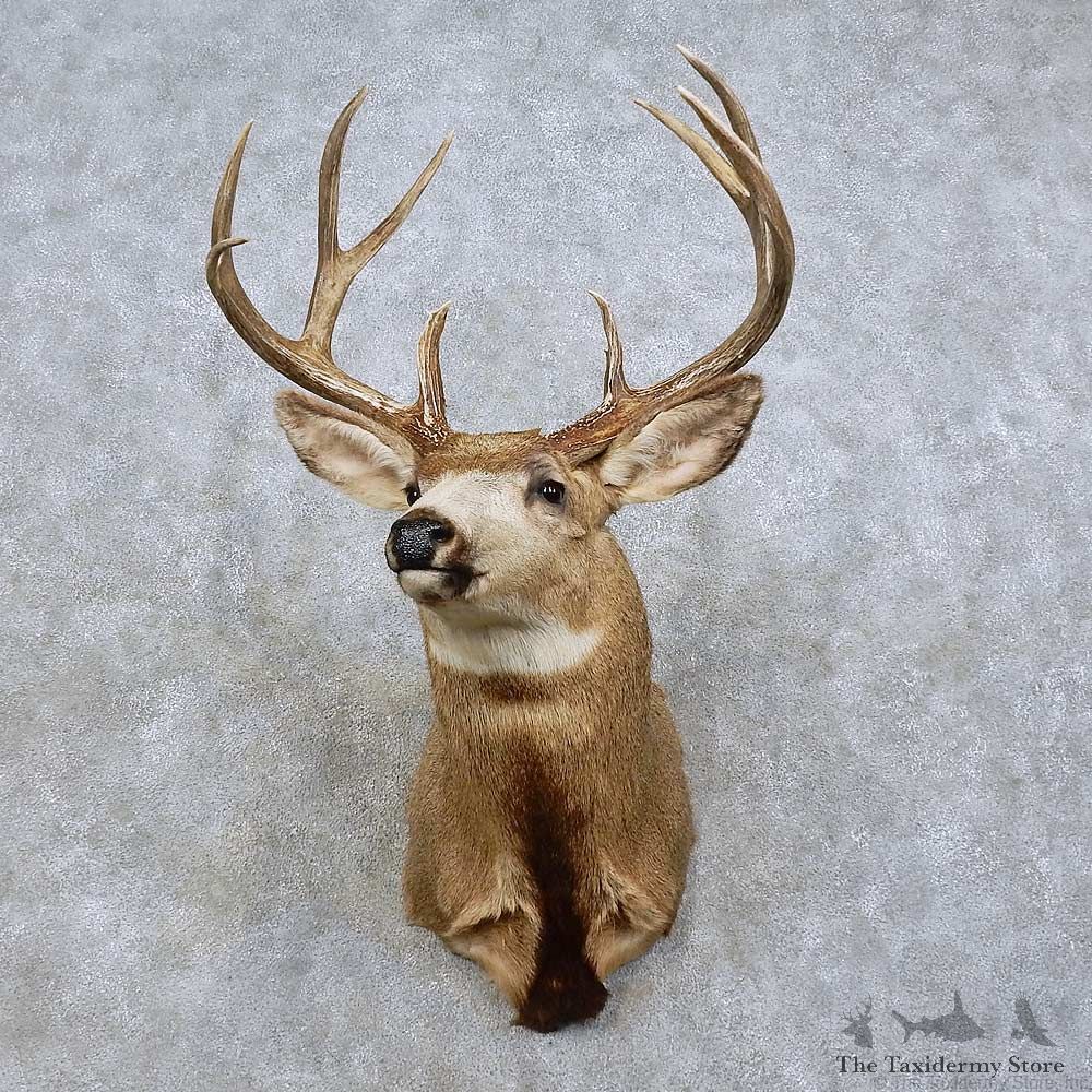 Mule Deer Shoulder Mount For Sale #15840 @ The Taxidermy Store