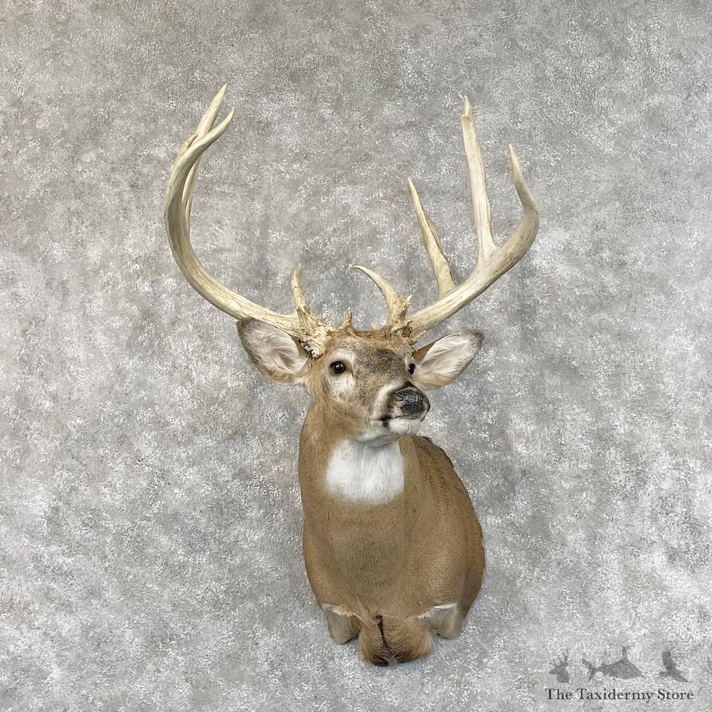 Whitetail Deer Shoulder Mount For Sale #28422 @ The Taxidermy Store