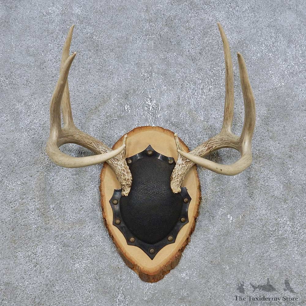 Whitetail Deer Antler Plaque Mount For Sale #14768 @ The Taxidermy Store