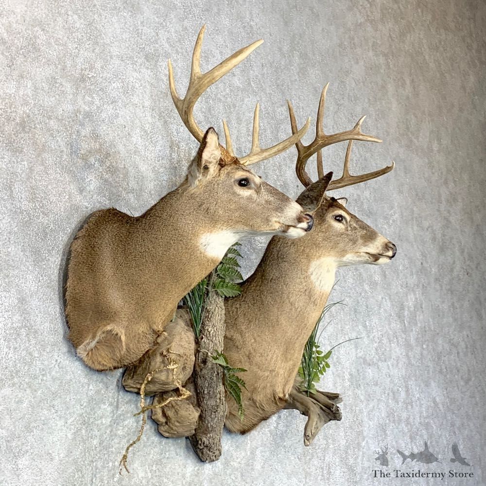 Whitetail Deer Shoulder Taxidermy Mount Pair For Sale #23659 @ The Taxidermy Store