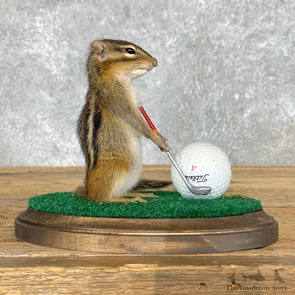 Golfing Squirrel Novelty Mount For Sale #22627 @ The Taxidermy Store