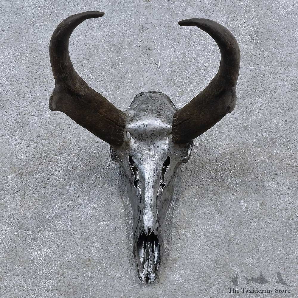 Pronghorn Skull & Horns European Mount For Sale #15635 @ The Taxidermy Store