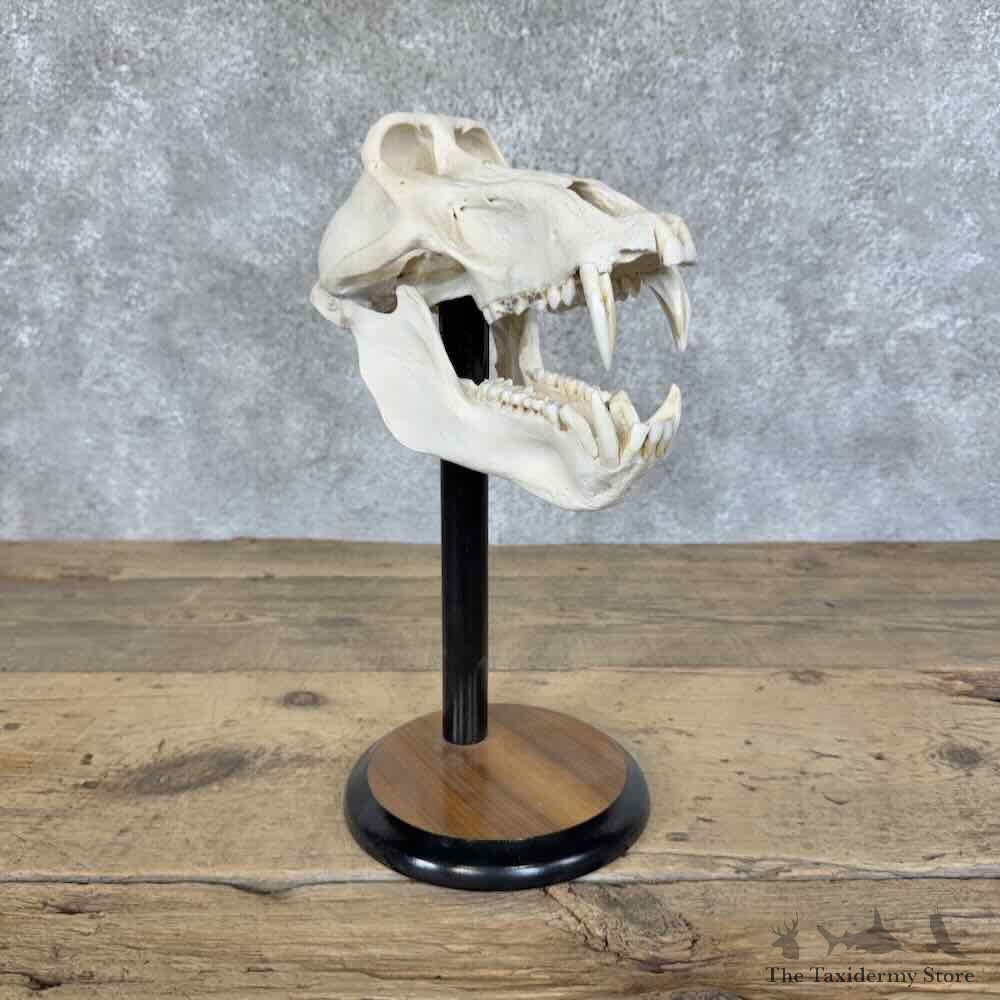 Chacma Baboon Full Skull For Sale #31436 @ The Taxidermy Store