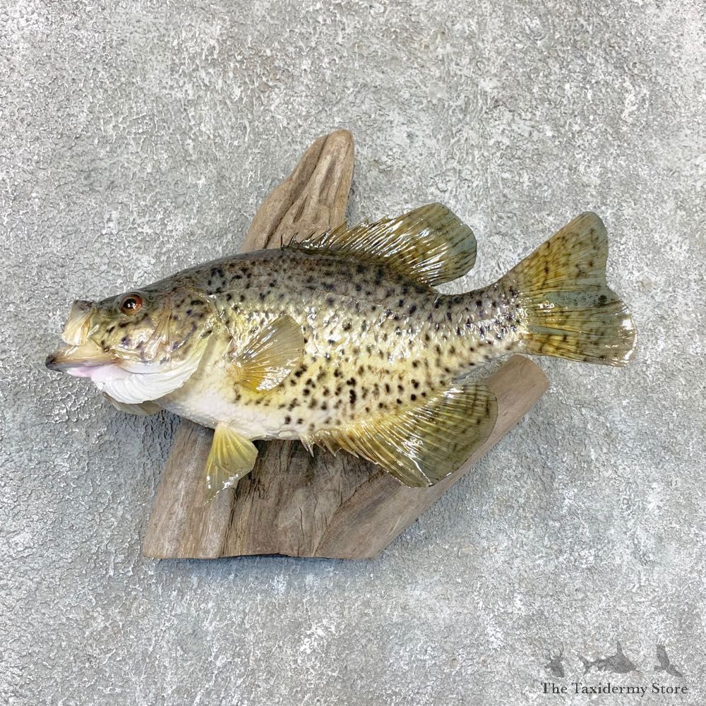 Black Crappie Taxidermy Fish Mount #22373 For Sale @ The Taxidermy Store