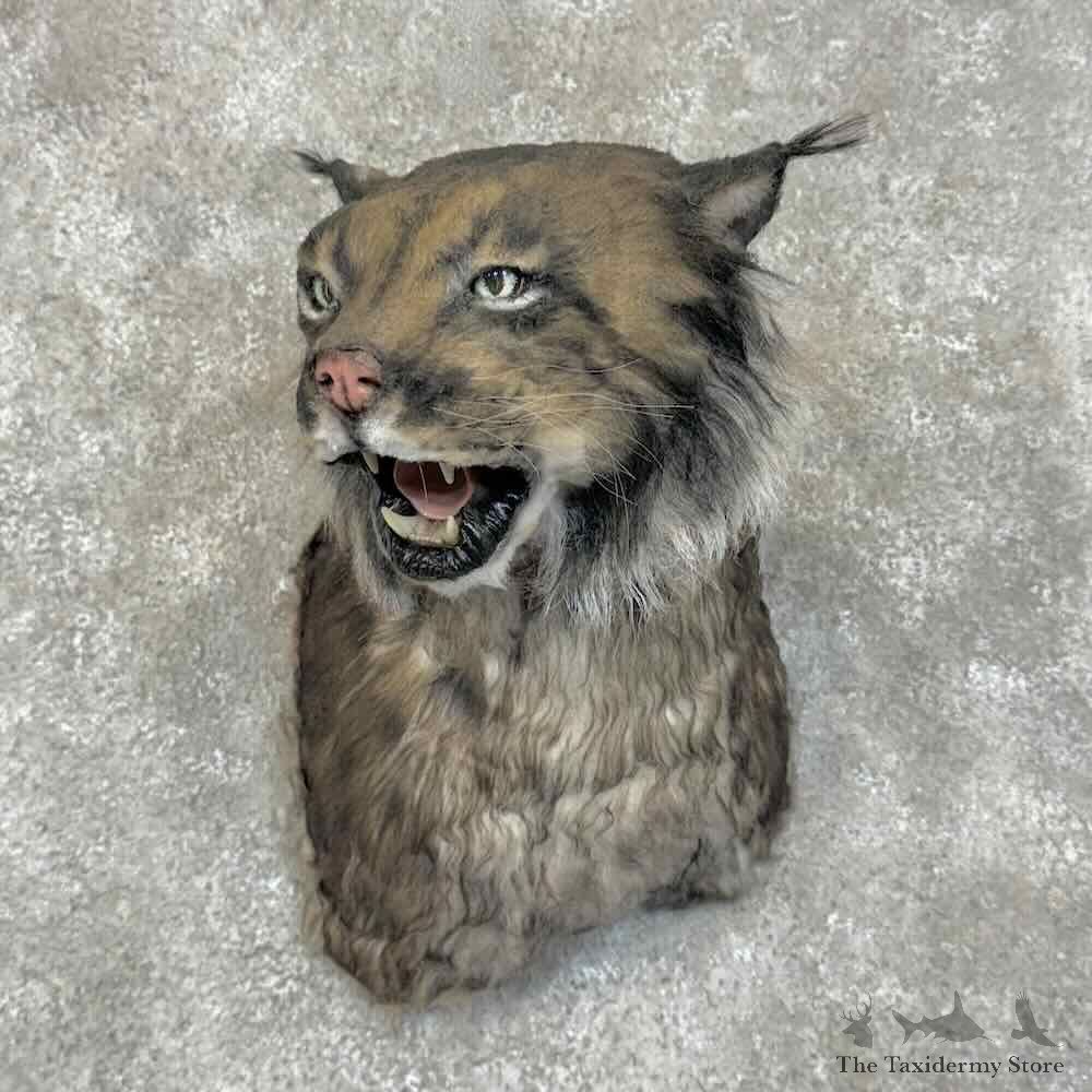 Reproduction Black Lynx Shoulder Mount For Sale #30514 @ The Taxidermy Store