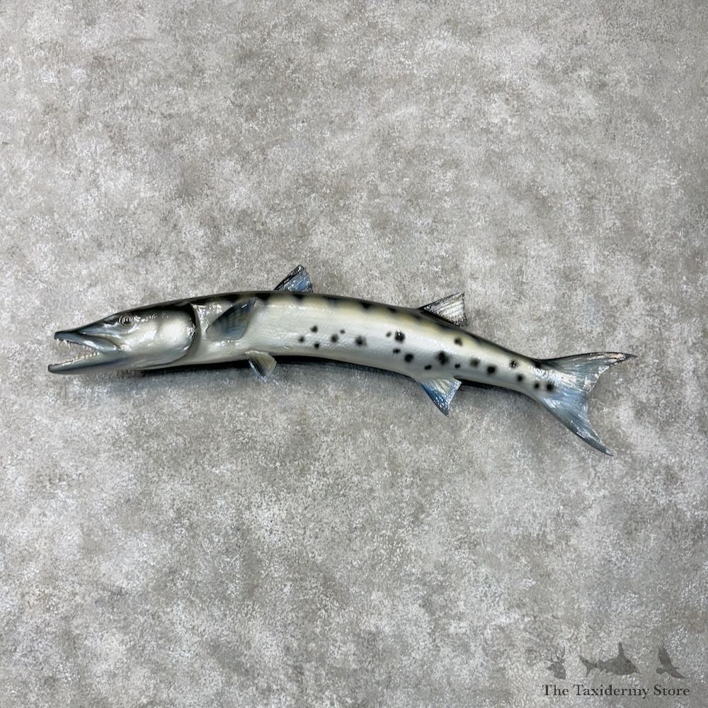 Barracuda Fish Mount For Sale #29807 @ The Taxidermy Store