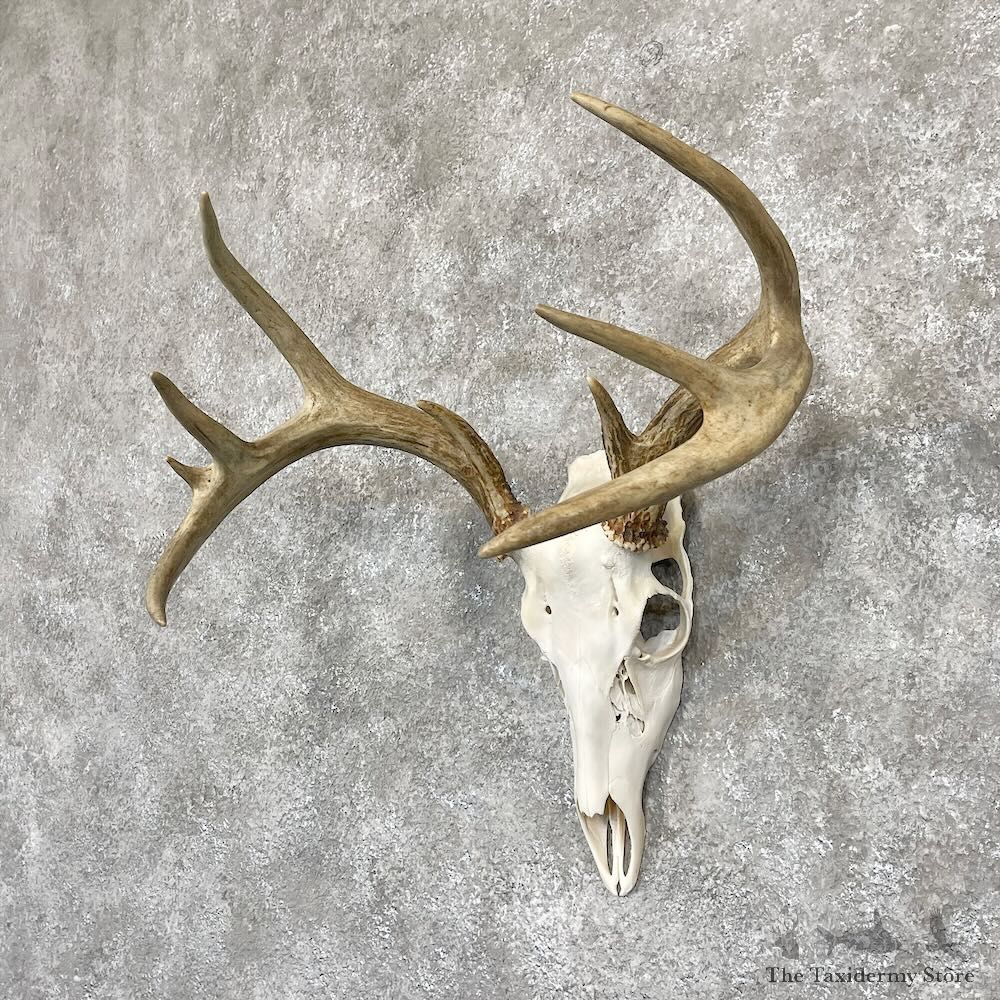 Whitetail Deer Skull European Mount For Sale #28262 @ The Taxidermy Store