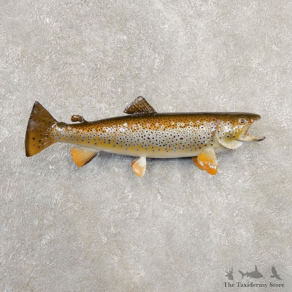 Brown Trout Fish Mount For Sale #20568 @ The Taxidermy Store