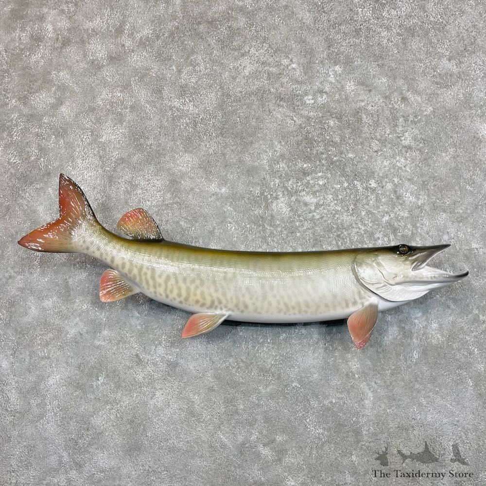 Reproduction Muskellunge Fish Mount For Sale #27525 @ The Taxidermy Store