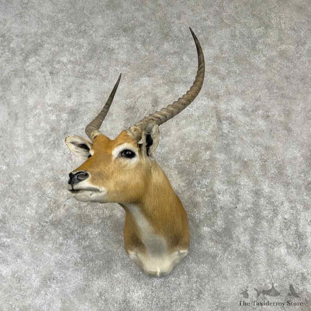 Common Lechwe Shoulder Mount For Sale #30416 @ The Taxidermy Store